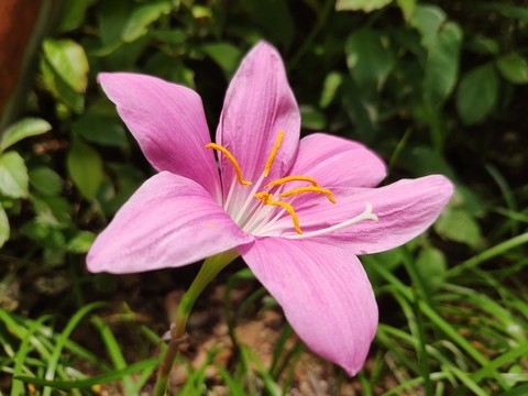 風雨花