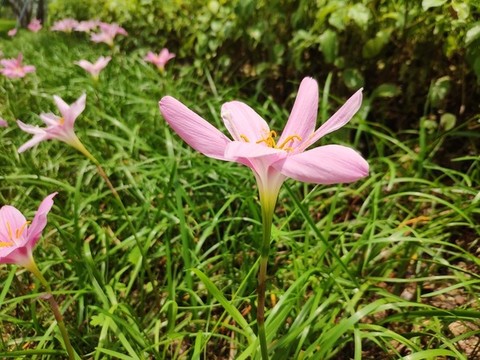 紅花蔥蘭