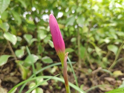 紅花蔥蘭