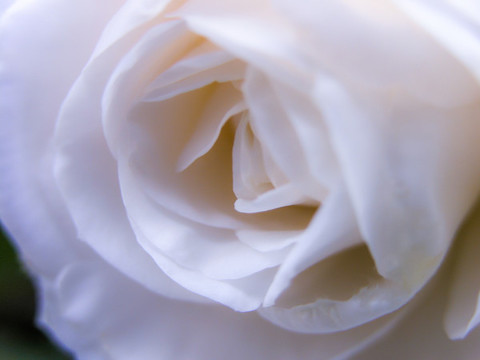 白茶花