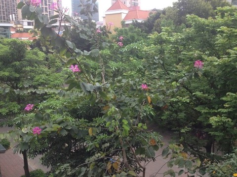 橫崗地鐵站