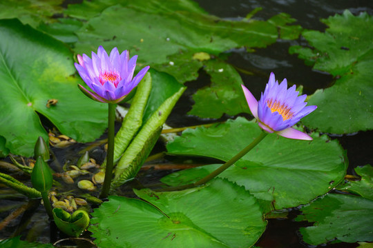 蓮花
