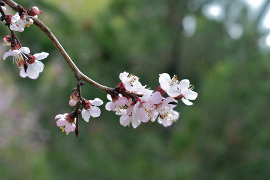 桃花