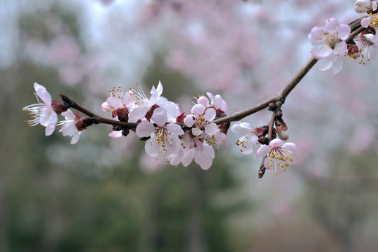 桃花