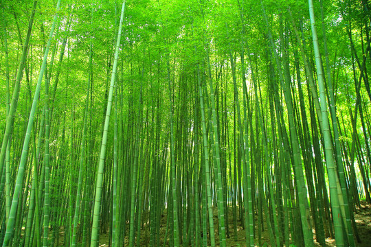 竹林