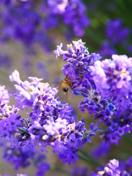 蜜蜂采薰衣草花蜜