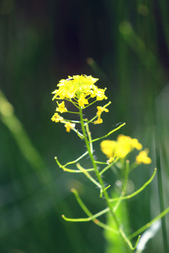 金黃色的油菜花
