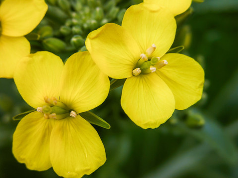 油菜花