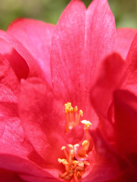紅茶花