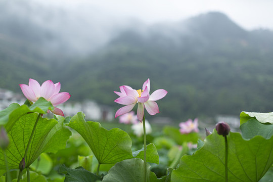 荷花