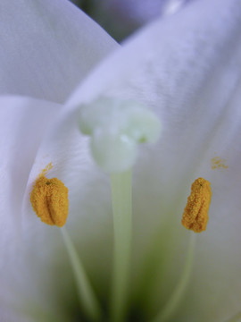 百合花