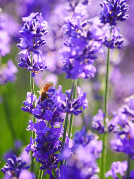 蜜蜂采薰衣草花蜜