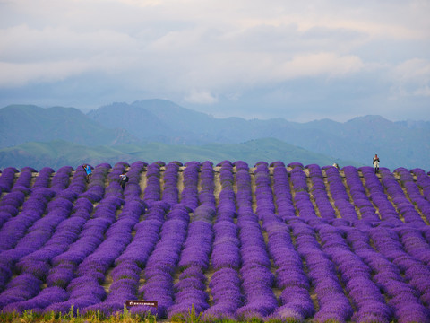 紫色薰衣草花田