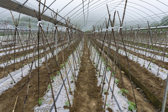 蔬菜基地