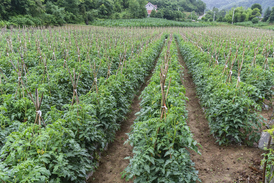 蔬菜基地