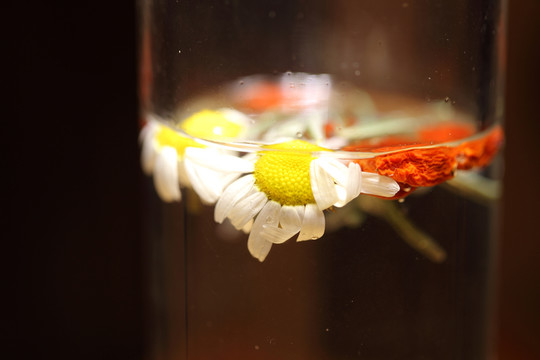 羅馬洋甘菊