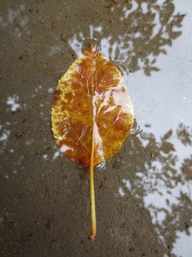 雨后的落葉
