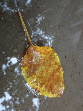 雨后的落葉