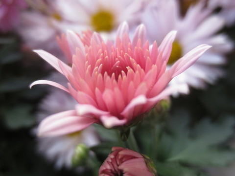 盛開的菊花