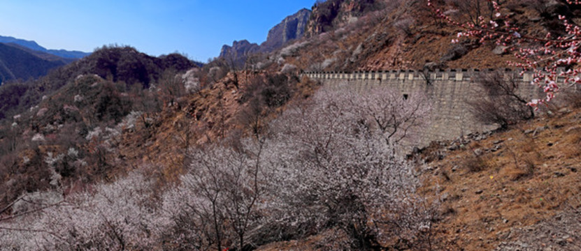 太行山桃花
