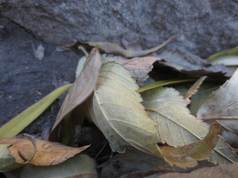 秋天的樹(shù)葉