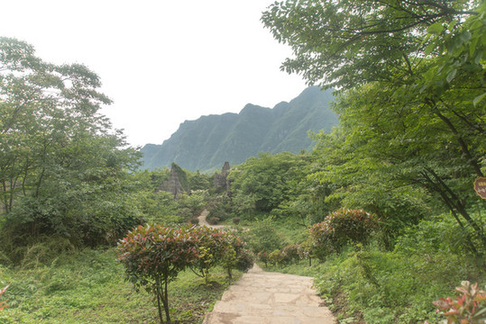 王山坪森林風(fēng)光