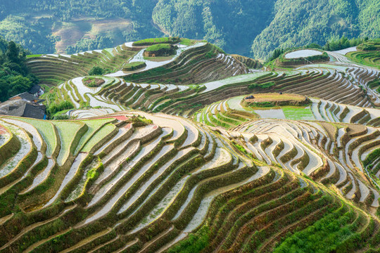 龍脊梯田