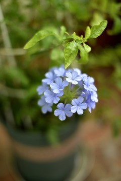 藍(lán)雪花