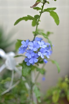 藍(lán)雪花