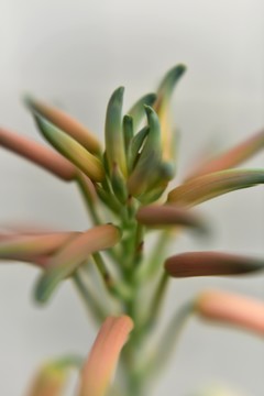 蘆薈花