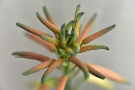 蘆薈花