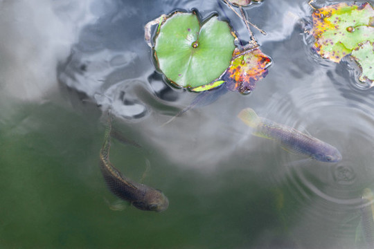 魚