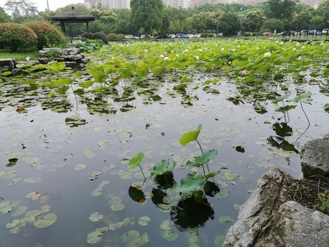 中國(guó)傳媒大學(xué)南廣學(xué)院荷葉