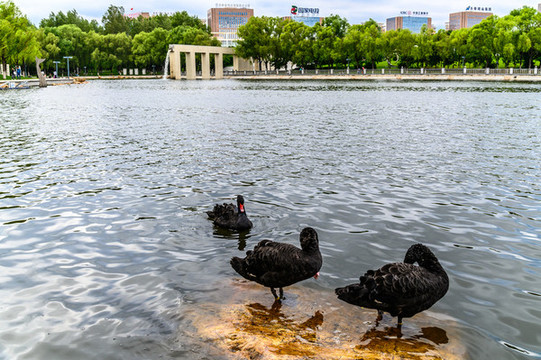 長(zhǎng)春雕塑公園湖面的黑天鵝