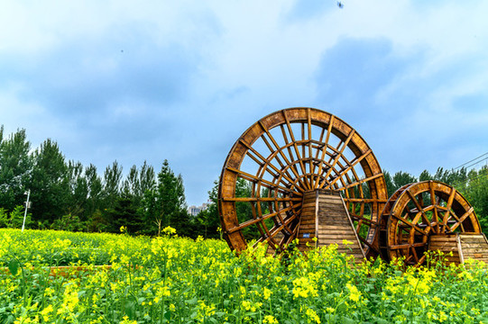 長(zhǎng)春公園盛開的油菜花