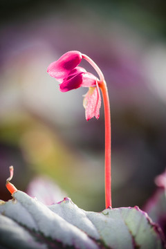 花卉