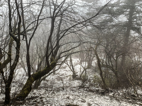 峨眉山樹林
