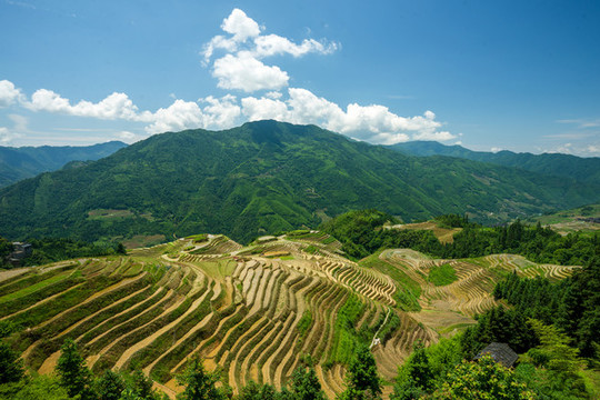 龍脊梯田