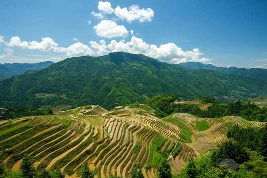 龍脊梯田