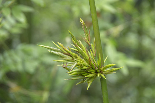 竹子開花結籽