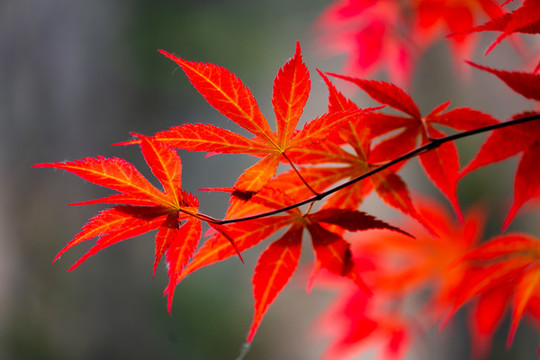 紅葉