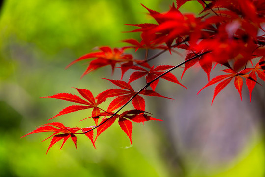 紅葉
