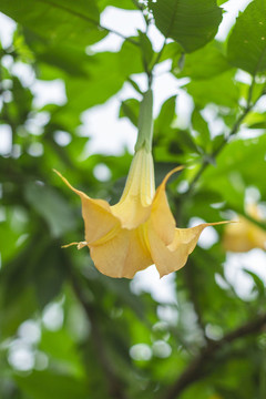 曼陀羅花