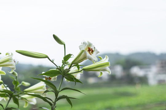 岷江百合
