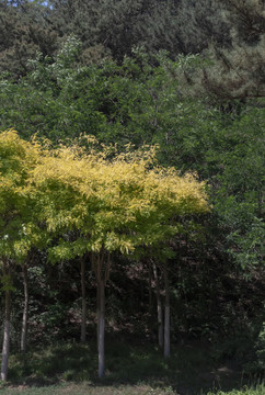 寂靜的樹(shù)林