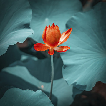 水墨荷花