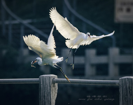白鷺
