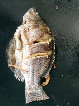 煎羅非魚