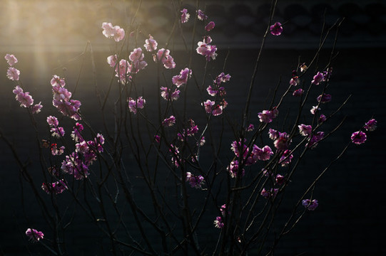梅花
