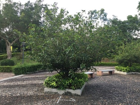 健身公園桂花樹